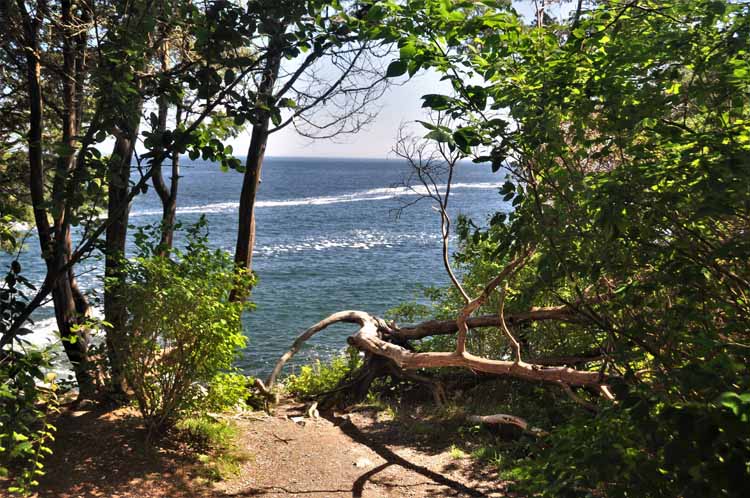 trees along cliff